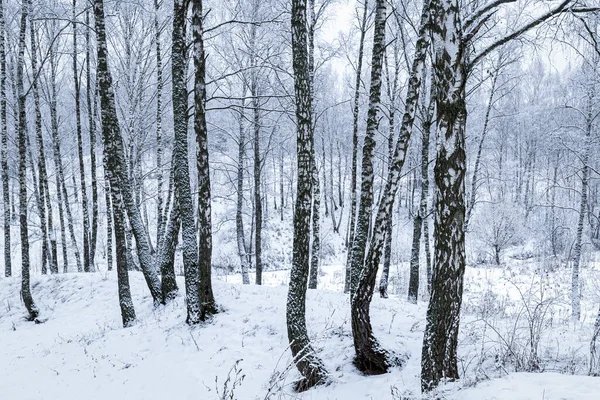 Birch Grove Μετά Από Μια Χιονόπτωση Μια Συννεφιασμένη Χειμωνιάτικη Μέρα — Φωτογραφία Αρχείου