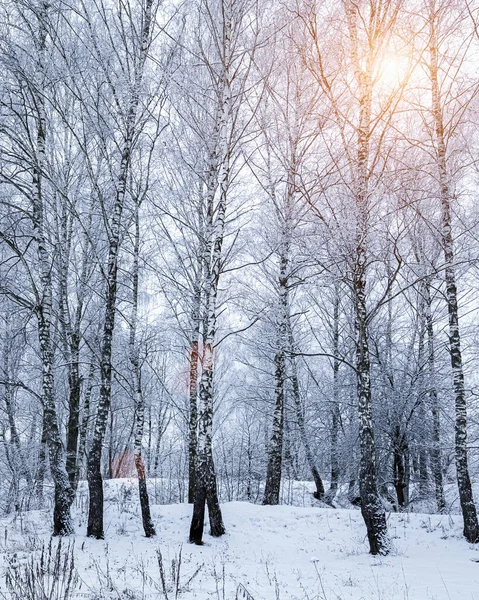 Sunbeams shining through snow-covered birch branches in a birch forest after a snowfall on a winter day.