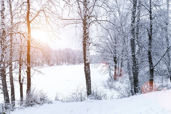 Sunbeams shining through snow-covered birch branches in a birch forest after a snowfall on a winter day.