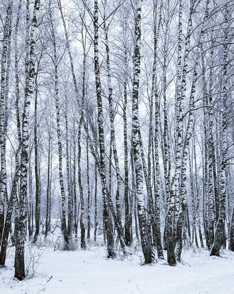 Birch Grove Μετά Από Μια Χιονόπτωση Μια Συννεφιασμένη Χειμωνιάτικη Μέρα — Φωτογραφία Αρχείου