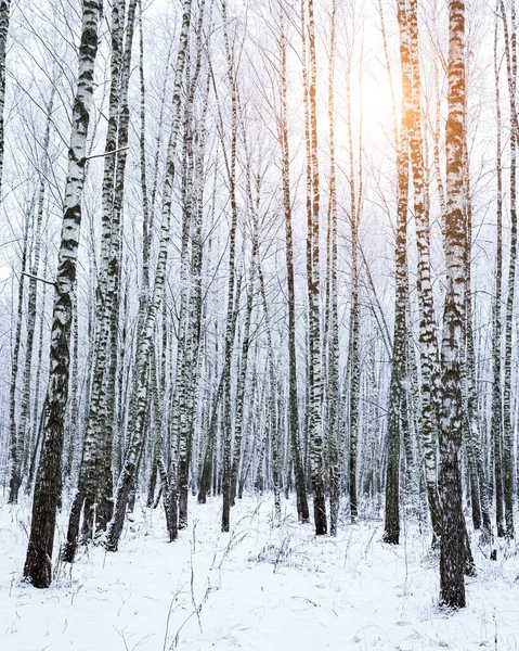 Sunbeams shining through snow-covered birch branches in a birch forest after a snowfall on a winter day.