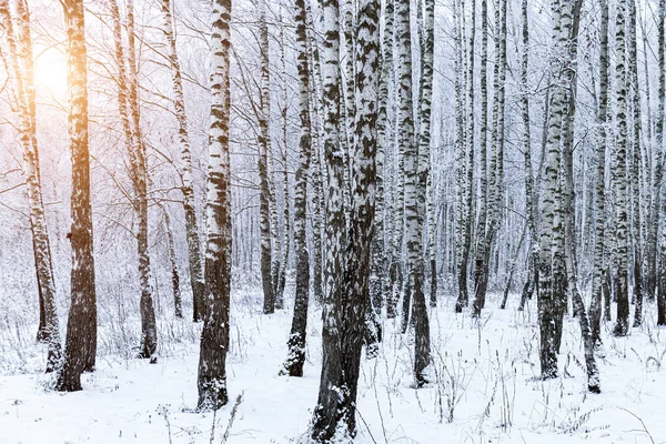 Sunbeams shining through snow-covered birch branches in a birch forest after a snowfall on a winter day.