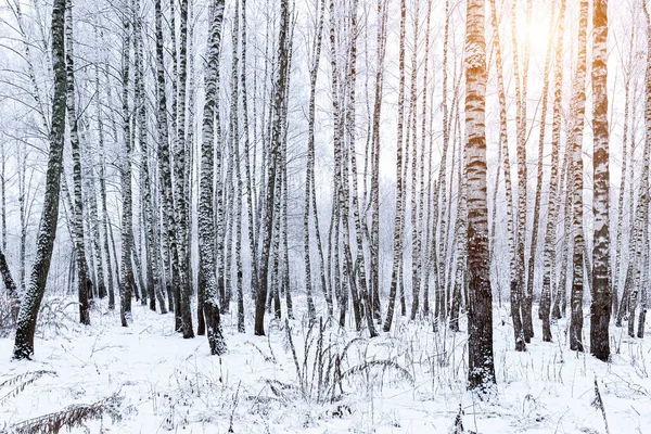 Sunbeams shining through snow-covered birch branches in a birch forest after a snowfall on a winter day.