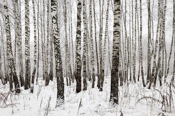 Birch Grove Μετά Από Μια Χιονόπτωση Μια Συννεφιασμένη Χειμωνιάτικη Μέρα — Φωτογραφία Αρχείου