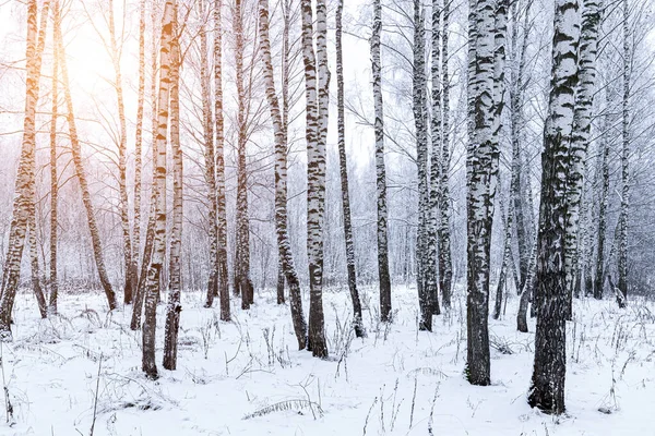 Sunbeams shining through snow-covered birch branches in a birch forest after a snowfall on a winter day.
