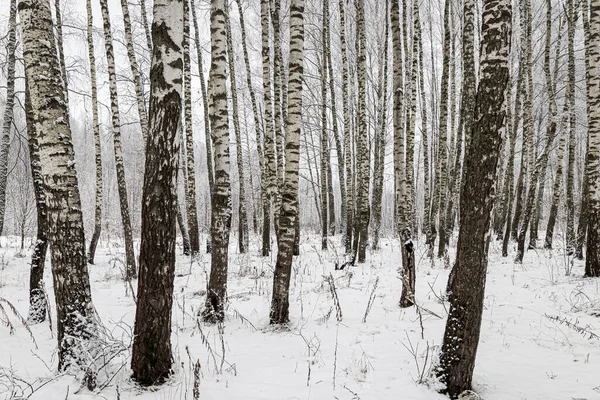 Birch Grove Snowfall Winter Cloudy Day Birch Branches Covered Stuck — Stock Photo, Image