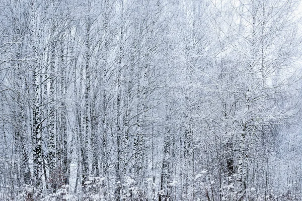 Birch grove after a snowfall on a winter cloudy day. Birch branches covered with stuck snow.