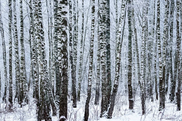 날씨에 후에는 자작나무 자작나무 가지들 — 스톡 사진