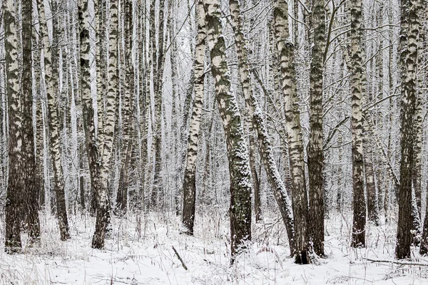 Birch grove after a snowfall on a winter cloudy day. Birch branches covered with stuck snow.