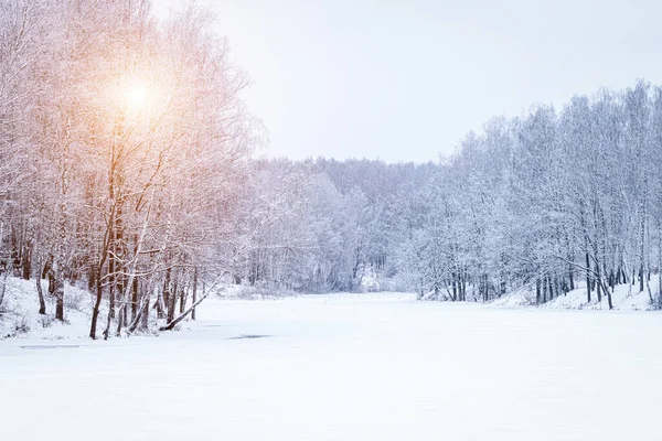 Sunbeams shining through snow-covered birch branches in a birch forest after a snowfall on a winter day.