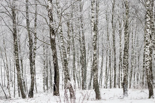 Birch grove after a snowfall on a winter cloudy day. Birch branches covered with stuck snow.