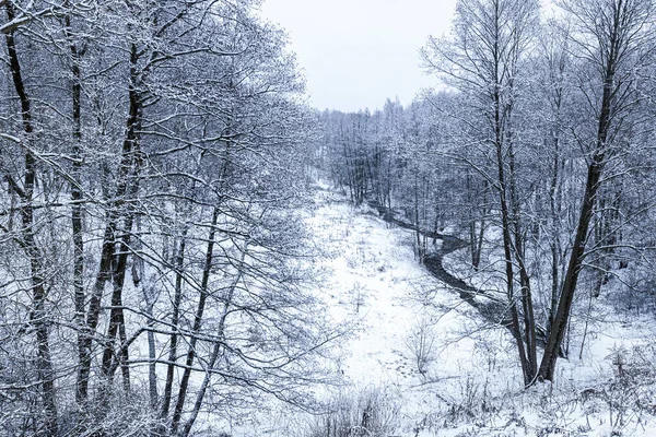 Kışın Bulutlu Bir Günde Karla Kaplı Ağaçlar — Stok fotoğraf