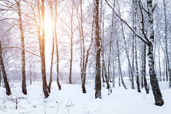 Sunbeams shining through snow-covered birch branches in a birch forest after a snowfall on a winter day.