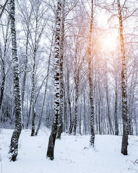 Sunbeams shining through snow-covered birch branches in a birch forest after a snowfall on a winter day.