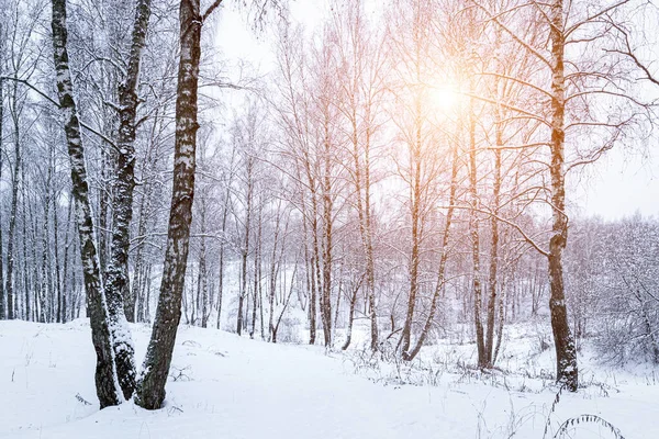 Sunbeams shining through snow-covered birch branches in a birch forest after a snowfall on a winter day.