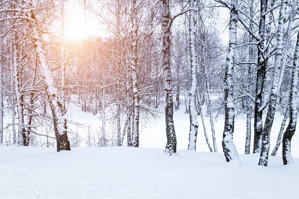 Sunbeams shining through snow-covered birch branches in a birch forest after a snowfall on a winter day.