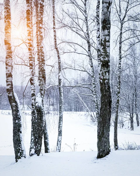 Sunbeams shining through snow-covered birch branches in a birch forest after a snowfall on a winter day.