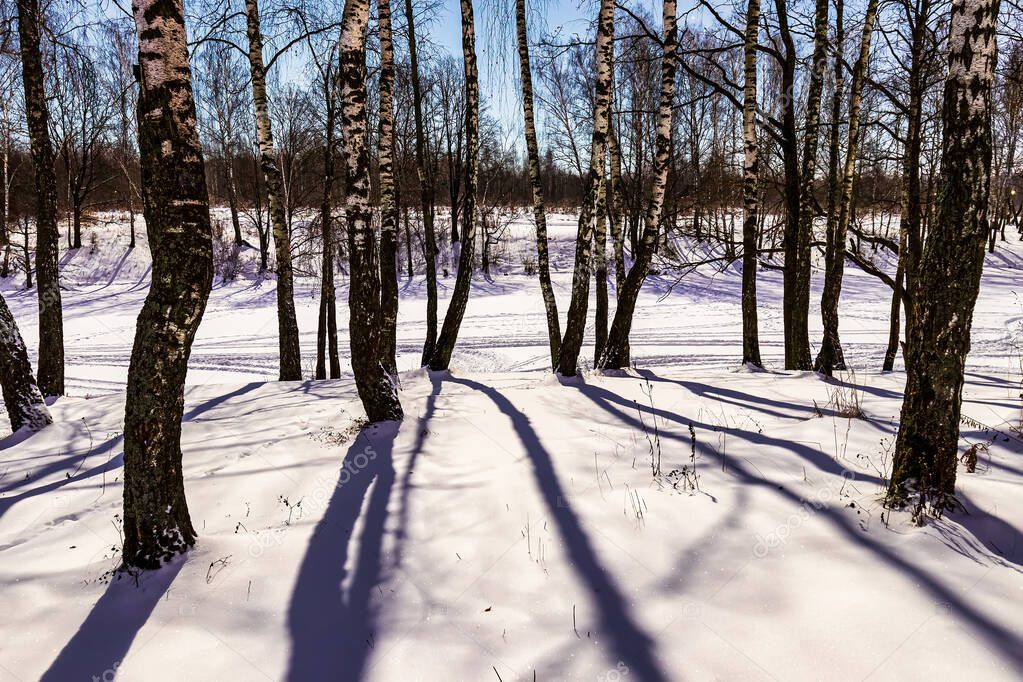 Birch grove on a winter night in the moonlight. Birch trunks casting shadows.