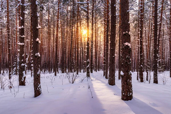 Закат Восход Солнца Зимнем Сосновом Лесу Покрытом Снегом Солнечные Лучи — стоковое фото