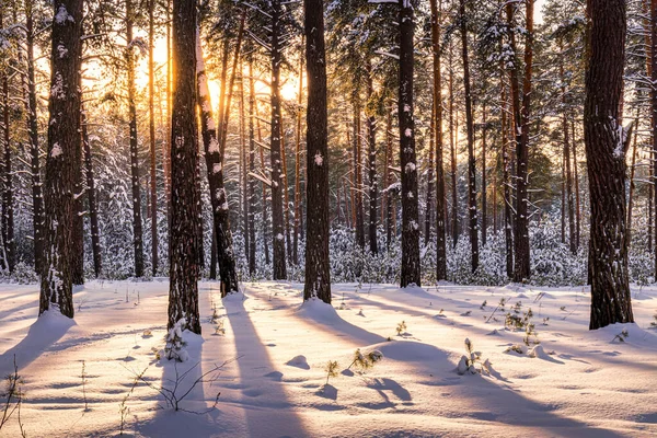 Zachód Słońca Lub Wschód Słońca Zimowym Lesie Sosnowym Pokrytym Śniegiem — Zdjęcie stockowe