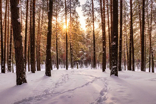 Sunset or sunrise in the winter pine forest covered with a snow. Sunbeams shining through the pine trunks.