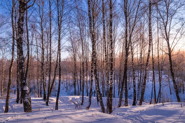 Puesta Sol Salida Del Sol Abedul Con Una Nieve Invierno — Foto de Stock