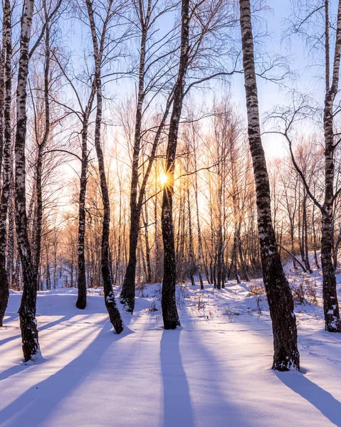 Sunset or sunrise in a birch grove with a winter snow on earth. Rows of birch trunks with the sun\'s rays passing through them.