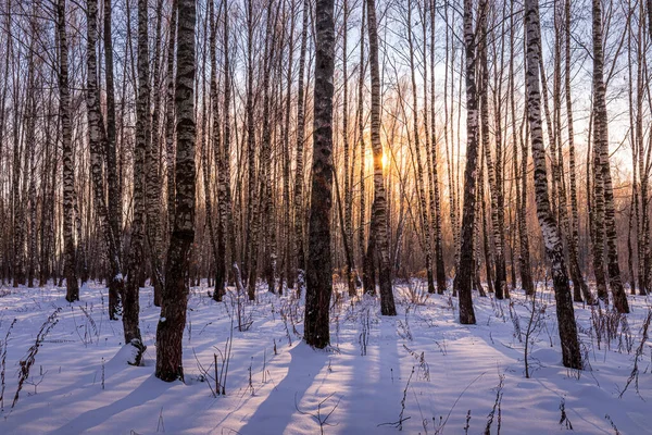 Sunset or sunrise in a birch grove with a winter snow on earth. Rows of birch trunks with the sun\'s rays passing through them.