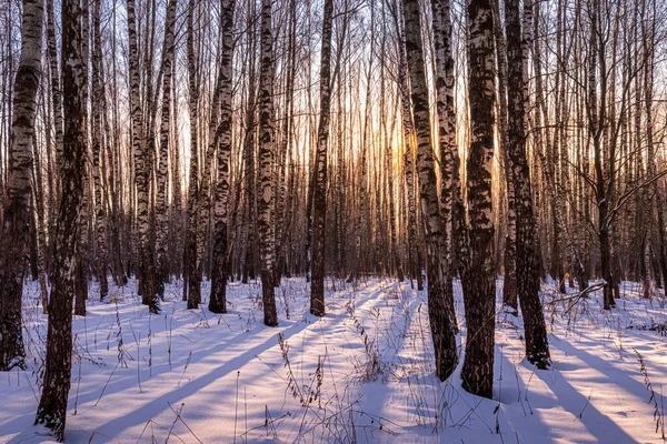 Sunset or sunrise in a birch grove with a winter snow on earth. Rows of birch trunks with the sun\'s rays passing through them.