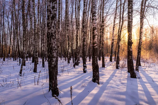 Pôr Sol Nascer Sol Bosque Bétula Com Uma Neve Inverno — Fotografia de Stock