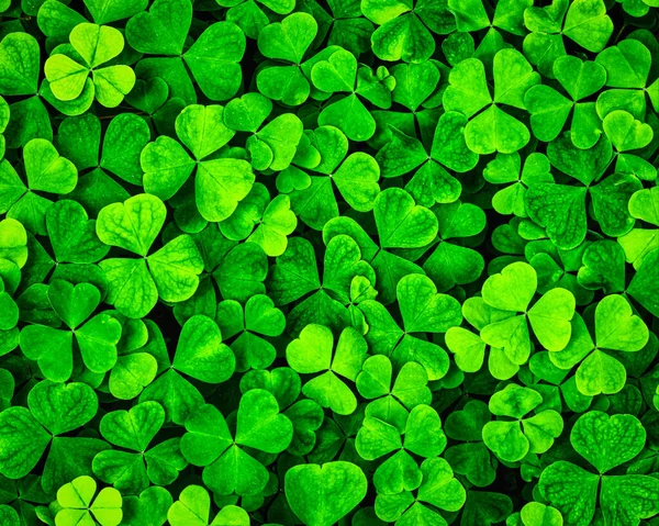 Háttér Zöld Lóherével Levelek Szent Patrik Napjára Shamrock Mint Szerencse — Stock Fotó