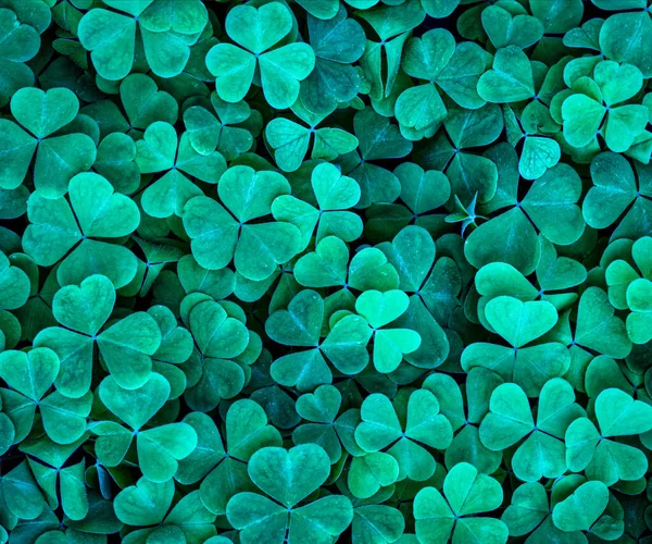 緑のクローバーの背景は聖パトリックの日のために残します 幸運の象徴としてのシャムロック — ストック写真