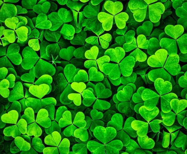 Фон Зелеными Листьями Клевера День Святого Патрика Шемрок Символ Удачи — стоковое фото