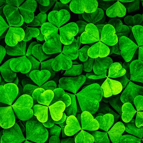 Háttér Zöld Lóherével Levelek Szent Patrik Napjára Shamrock Mint Szerencse — Stock Fotó