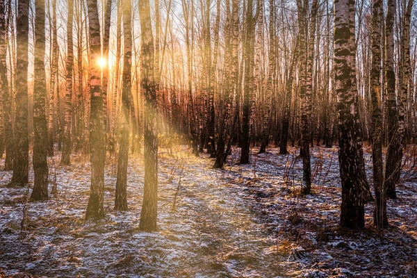 The sun's rays breaking through the trunks of birches and the last non-melting snow on the ground in a birch forest in spring.