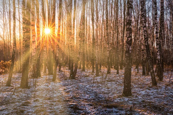 The sun's rays breaking through the trunks of birches and the last non-melting snow on the ground in a birch forest in spring.