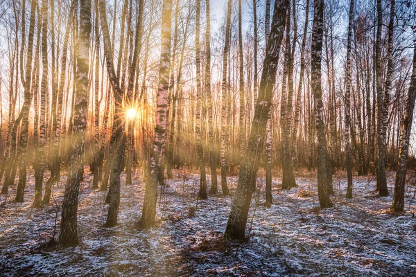 The sun\'s rays breaking through the trunks of birches and the last non-melting snow on the ground in a birch forest in spring.