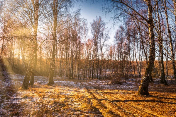 The sun's rays breaking through the trunks of birches and the last non-melting snow on the ground in a birch forest in spring.