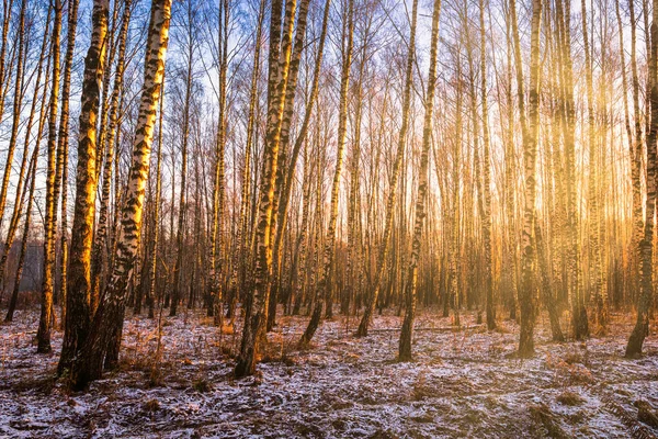 The sun\'s rays breaking through the trunks of birches and the last non-melting snow on the ground in a birch forest in spring.