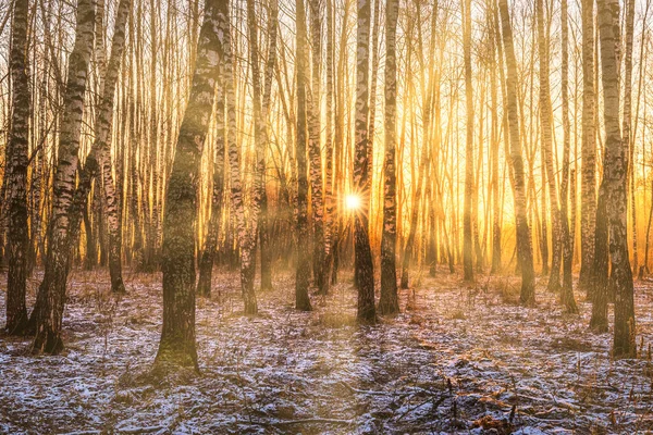 The sun's rays breaking through the trunks of birches and the last non-melting snow on the ground in a birch forest in spring.