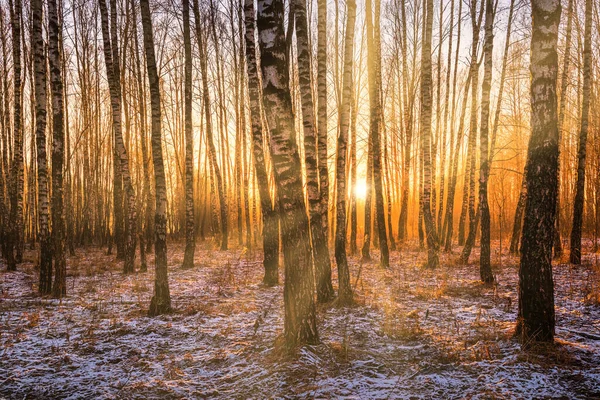 The sun's rays breaking through the trunks of birches and the last non-melting snow on the ground in a birch forest in spring.