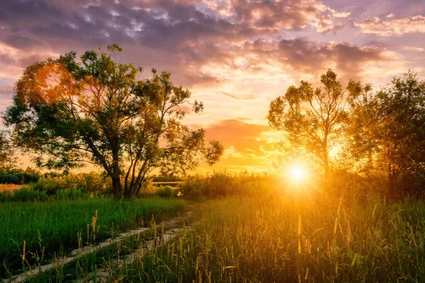 Красивый Закат Поле Ивами Солнечные Лучи Сияющие Через Облачный Фон — стоковое фото