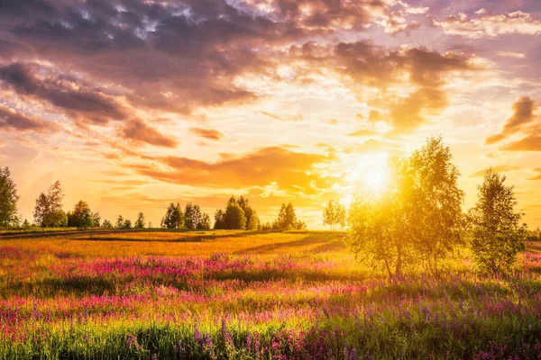 Sunset or sunrise on a hill with purple wild lupines and wildflowers, young birches and cloudy sky in summer.