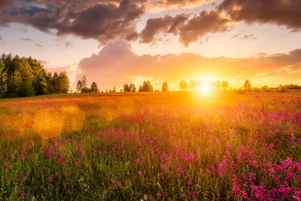 Sunset or sunrise on a hill with purple wild carnations, young birches and cloudy sky in summer.
