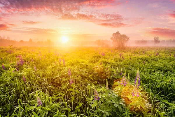 Sunrise on a field covered with flowering lupines in spring or early summer season with fog and cloudy sky in morning.