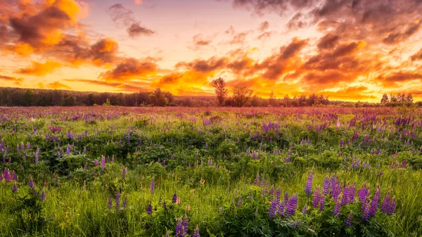Sunset or sunrise on a field covered with flowering lupines in spring or early summer season with fog and cloudy sky.