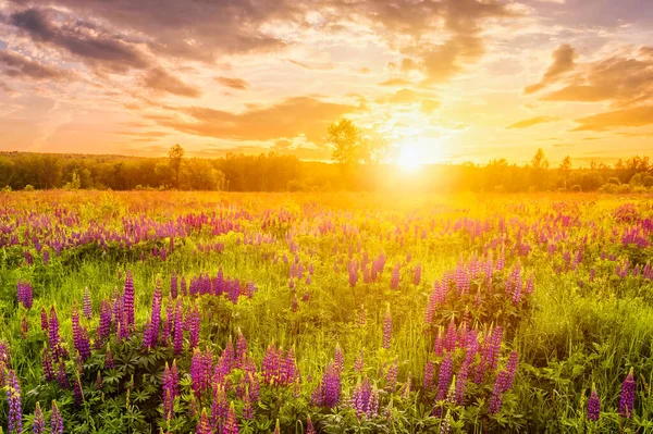 Sunset or sunrise on a field covered with flowering lupines in spring or early summer season with fog and cloudy sky.