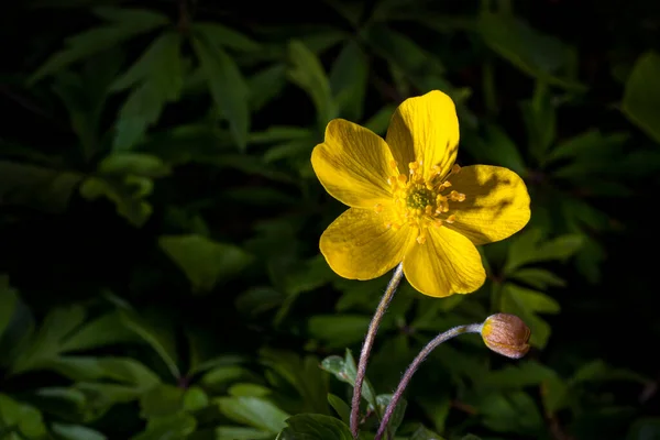 Sarı Ilk Bahar Çiçekleri Parlak Işıkla Aydınlatılır — Stok fotoğraf