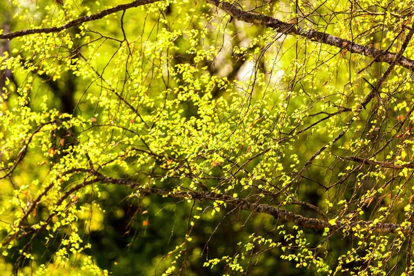 Birch Branches Covered Young Bright Green Foliage Illuminated Sun Spring — Stock Photo, Image