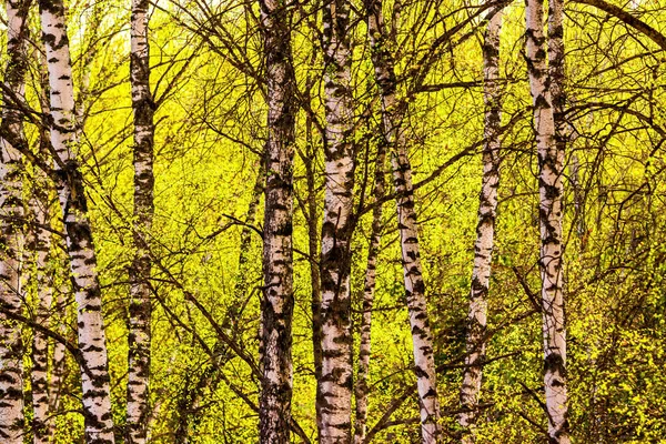 Ramas Abedul Cubiertas Con Follaje Verde Brillante Joven Iluminadas Por —  Fotos de Stock